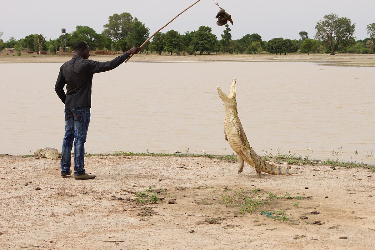  Where  buy  a sluts in Djibo (BF)